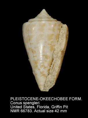 PLEISTOCENE-OKEECHOBEE FORMATION Conus spengleri.jpg - PLEISTOCENE-OKEECHOBEE FORMATION Conus spengleri Petuch,1991